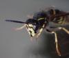 Dolichovespula saxonica